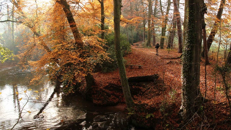 Visitor walking in the woods near Giant's Castle Bridge at Quarry Bank, Cheshire